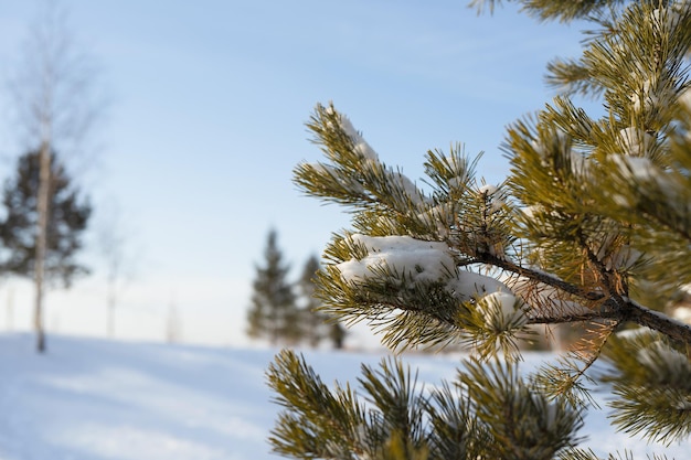 Bosque de pinos en invierno, luz del día en la nieve