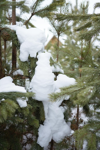 Bosque de pinos en invierno, luz del día en la nieve