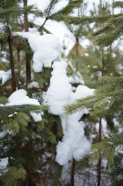 Bosque de pinos en invierno, luz del día en la nieve