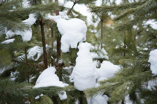 Bosque de pinos en invierno, luz del día en la nieve