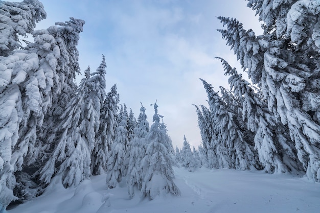 Bosque de pinos en invierno con nieve profunda.