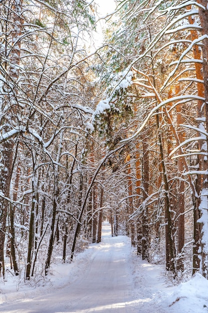 Bosque de pinos de invierno con panorama increíble de nieve con un camino cubierto de nieve