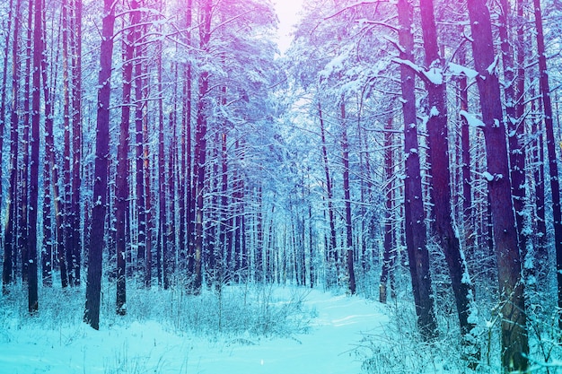 Bosque de pinos en invierno Árboles cubiertos de nieve