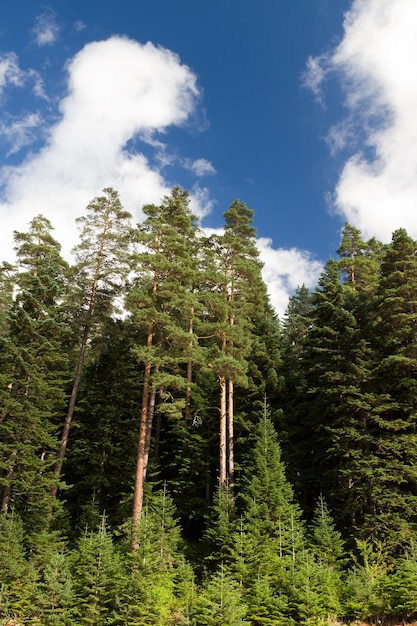 Bosque de pinos de Kastamonu Turquía