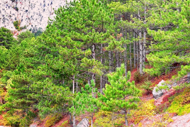 Bosque de pinos en la ladera de la montaña