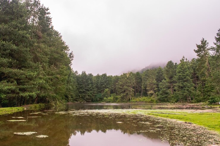 Bosque de pinos del lago Fogy paisaje de fondo montañoso Incachaca Bolivia