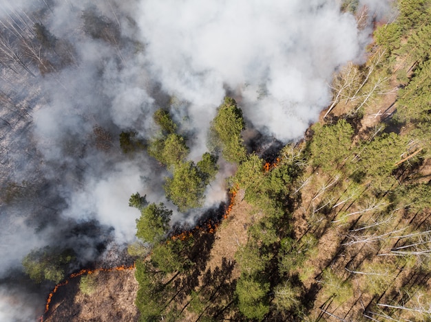 Bosque de pinos en llamas con humo y llamas