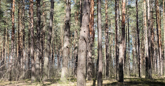 Bosque de pinos con luz solar