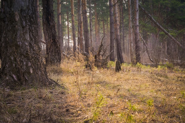 Foto bosque de pinos por la mañana