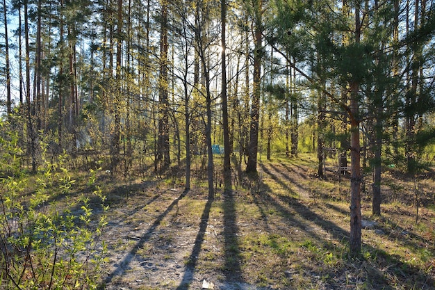 Bosque de pinos en mayo