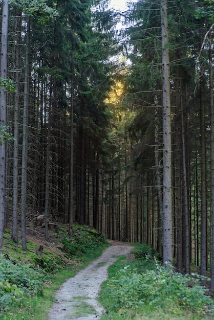 Bosque de pinos misterioso en la puesta de sol en el paisaje del parque nacional suiza checa