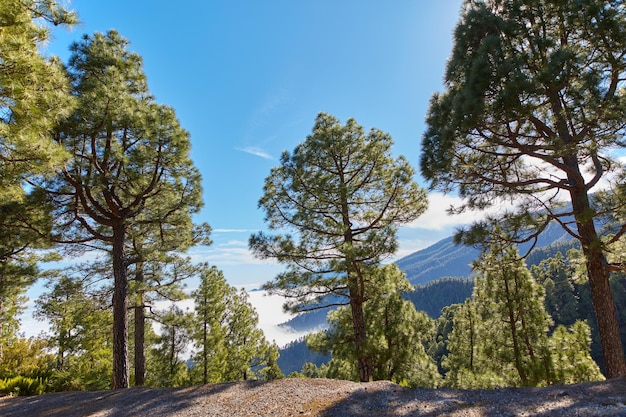 Bosque de pinos en las montañas contra un cielo azul brillante en España Bosques boreales de coníferas perennes en colinas rurales en un día soleado en La Palma en las Islas Canarias con espacio de copia