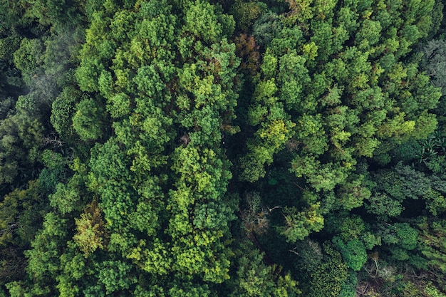 Bosque de pinos en las montañas en la forma de la mañana por encima de drone