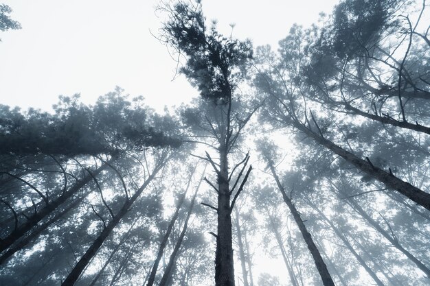 Bosque de pinos en las montañas por la mañana, invierno del sur de asia