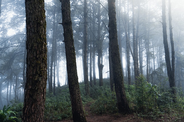 Bosque de pinos en las montañas por la mañana, invierno del sur de asia