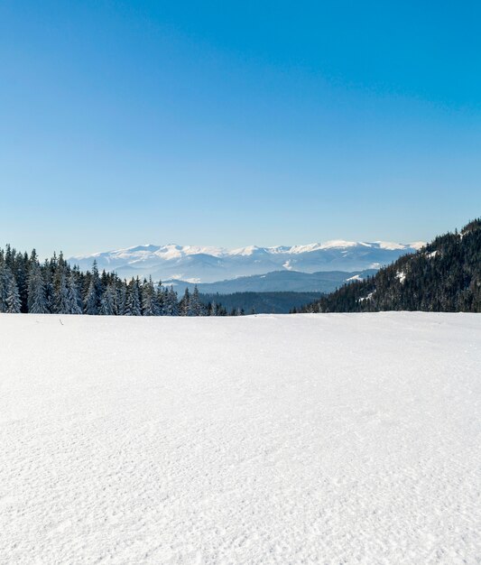 Bosque de pinos en montañas nevadas de invierno