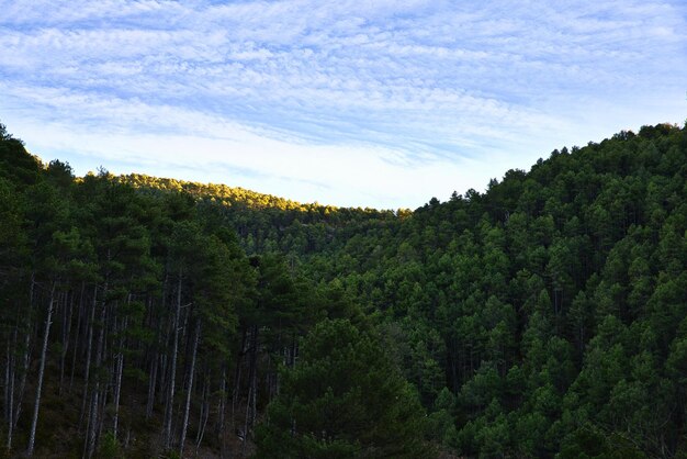 Bosque de pinos en las montañas