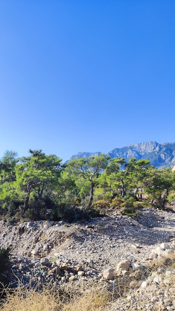 Bosque de pinos en las montañas