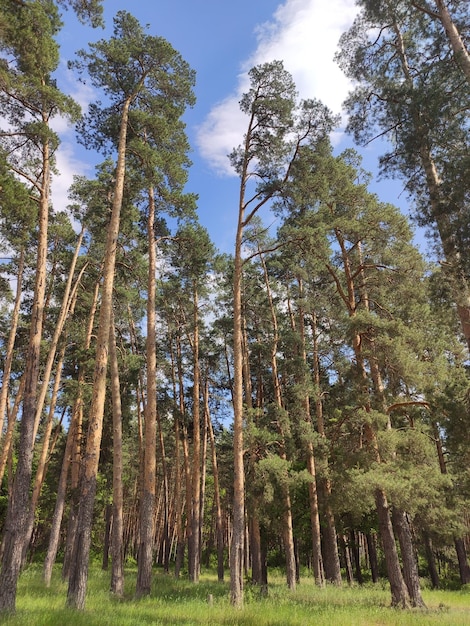 Bosque de pinos naturaleza fondo cielo azul