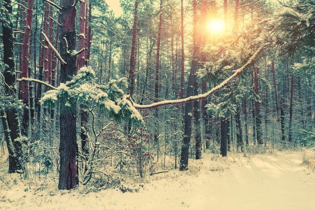 Bosque de pinos nevados en invierno cuando hace sol