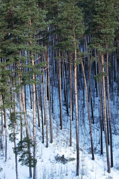 Bosque de pinos en la nieve vista desde arriba