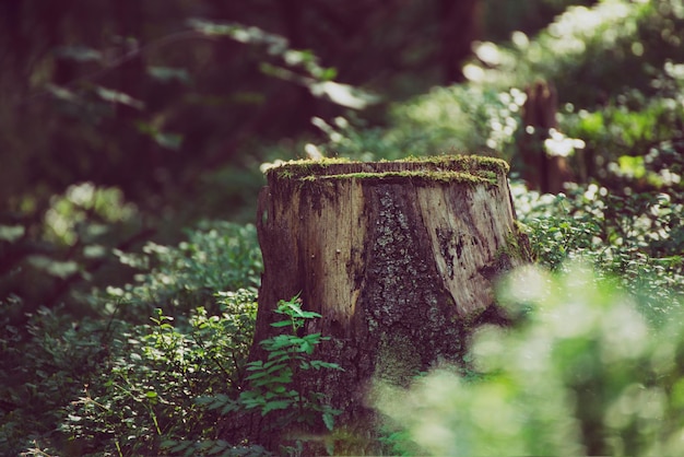 Bosque de pinos del norte escandinavo Suecia viajes naturales al aire libre vintage hipster fondo con el tocón