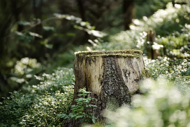 Bosque de pinos del norte escandinavo Suecia viajes naturales al aire libre vintage hipster fondo con el tocón