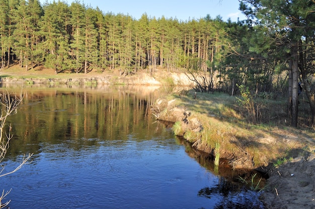 Bosque de pinos en la orilla arenosa del río