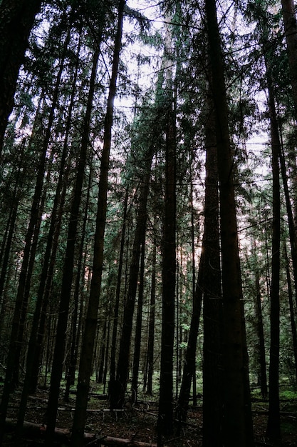 Bosque de pinos oscuro. Vista de abajo hacia arriba de árboles altos y oscuros. Foto vertical