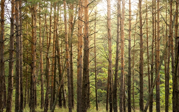 Bosque de pinos otoñales. Fondo natural abstracto con altos árboles jóvenes de pino y algunas hojas brillantes entre ellos.