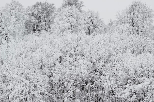 Foto bosque de pinos en un paisaje nevado bajo un cielo nublado