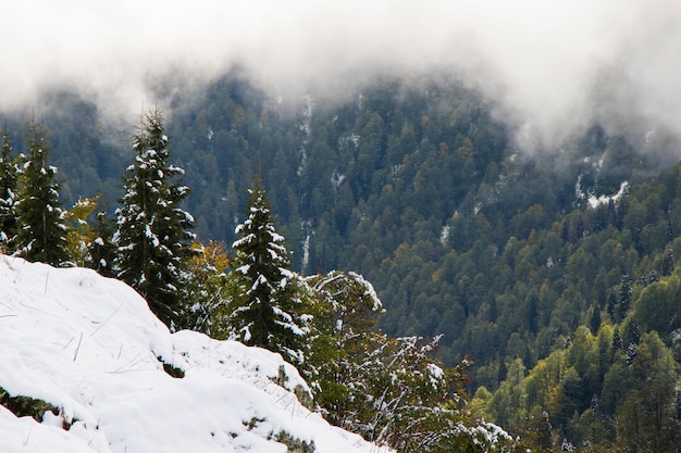 Bosque de pinos y paisaje nevado