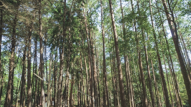Bosque de pinos en el Parque Nacional Doi Inthanon, Tailandia