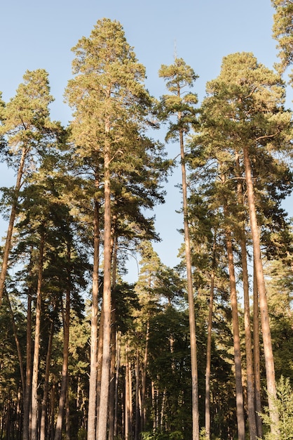 Foto bosque de pinos pinos