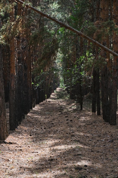 Bosque de pinos plantados en hileras rectas paisaje forestal