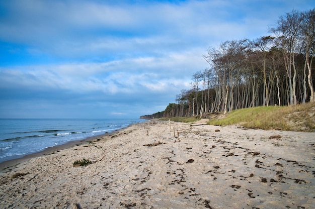Bosque de pinos en la playa en el Darss arena blanca en la playa oeste cielo nublado