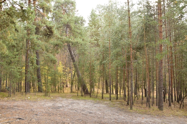 Un bosque de pinos de primavera Skripino aldea Ulyanovsk Rusia la piedra en el bosque Skrzypinski Kuchury