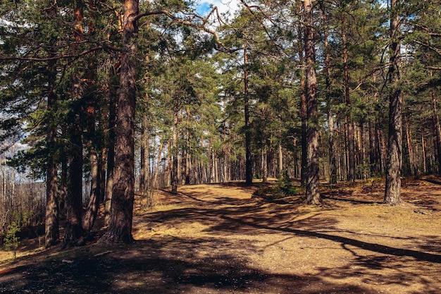 bosque de pinos en primavera verano