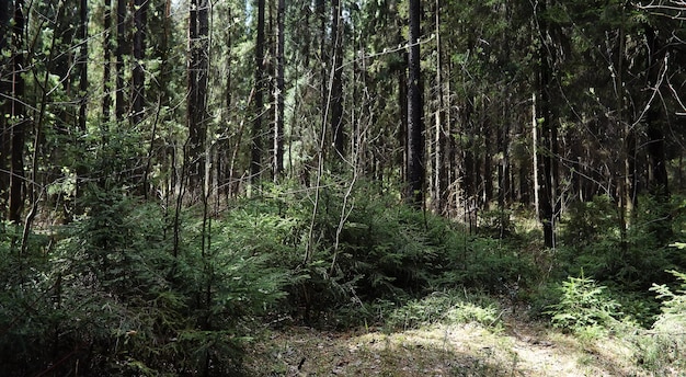 Bosque de pinos. Profundidades de un bosque. Recorrido por senderos forestales. Árboles sin follaje a principios de primavera. Trekking por la reserva.