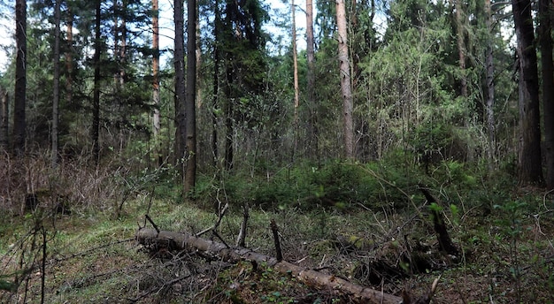 Bosque de pinos. Profundidades de un bosque. Recorrido por senderos forestales. Árboles sin follaje a principios de primavera. Trekking por la reserva.