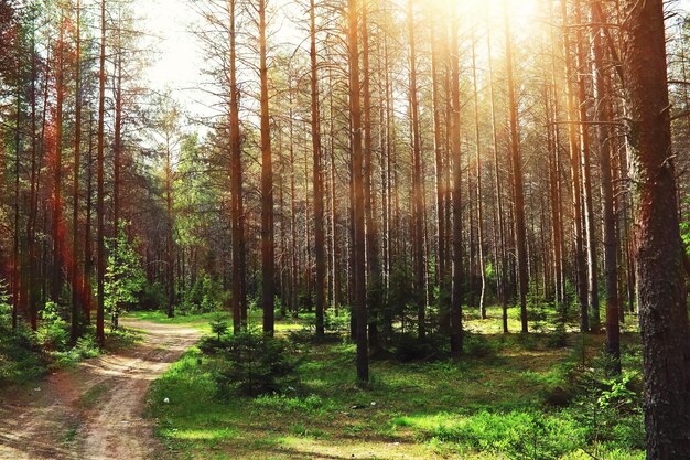 Bosque de pinos Árboles en el bosque Ramas de abeto con conos Resplandor del sol