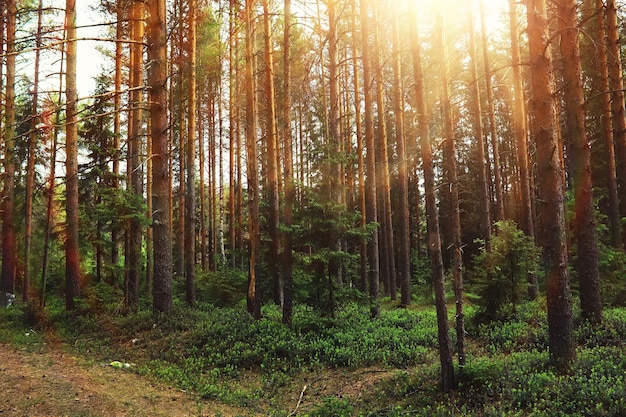 Bosque de pinos Árboles en el bosque Ramas de abeto con conos Resplandor del sol