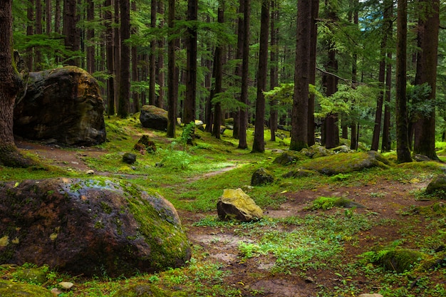 Bosque de pinos con rocas y musgo verde