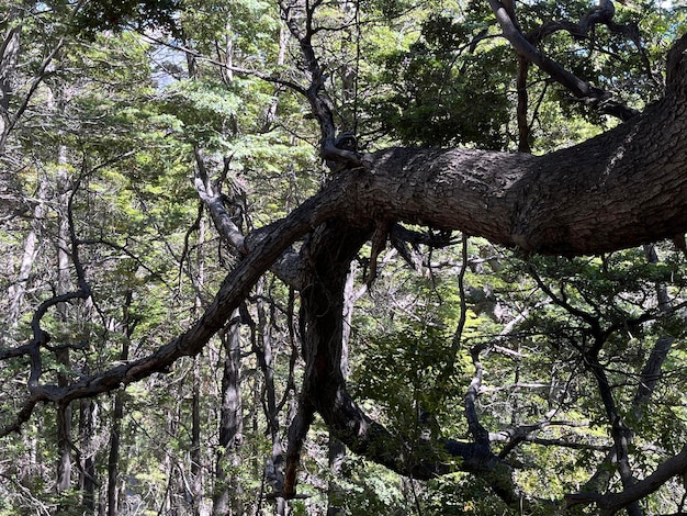 Bosque de pinos en San Martín de los Andes, Argentina