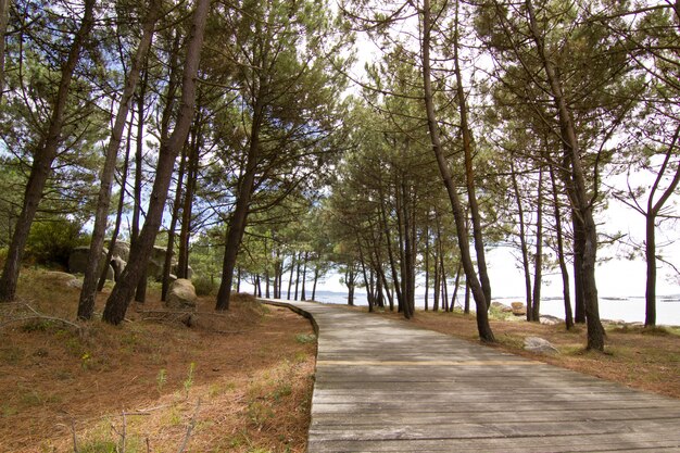 Bosque de pinos, sendero de madera y playa de Galicia, España