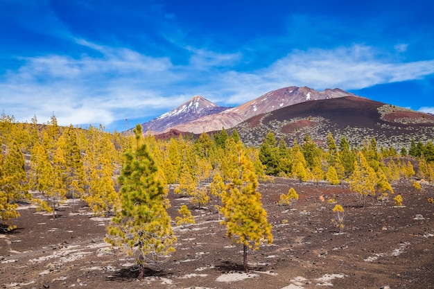 Bosque de pinos sobre rocas de lava en el Parque Nacional del Teide en Tenerife, Islas Canarias, España