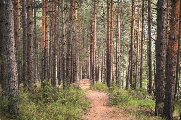 Foto bosque de pinos en el sol de la mañana baños forestales idea de restauración de la salud para el fondo