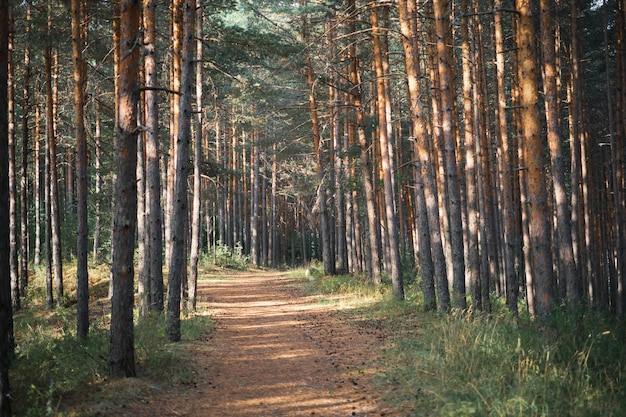 Foto bosque de pinos en el sol de la mañana baños forestales idea de restauración de la salud para el fondo