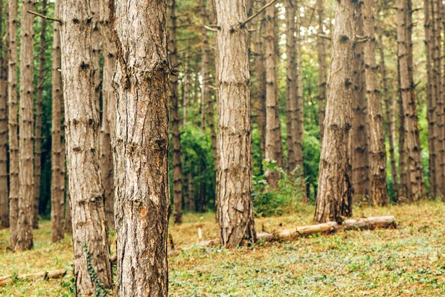 Bosque de pinos en la tarde de otoño y octubre