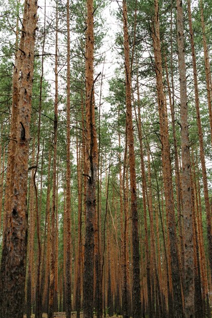 Bosque de pinos. Troncos de árboles contra el cielo. Los troncos de los árboles en el fondo verticalmente